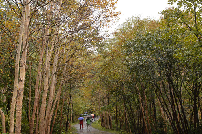 旭岳の紅葉(北海道）_a0250584_2332538.jpg