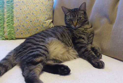 c0193788_9153684.gif