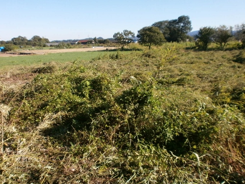 d0000995_2154510.jpg