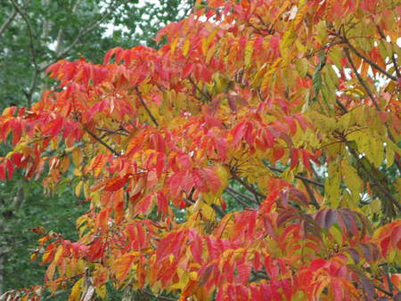 秋の空と紅葉_e0120896_738249.jpg