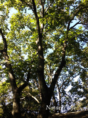b0162000_14272329.gif