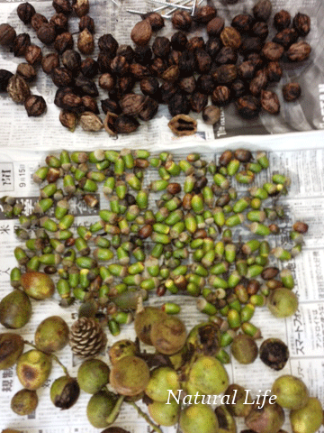 b0162000_14344383.gif