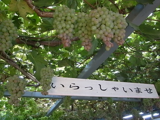 狭山でぶどう狩り　宮信観光ぶどう園_e0043700_21384659.jpg