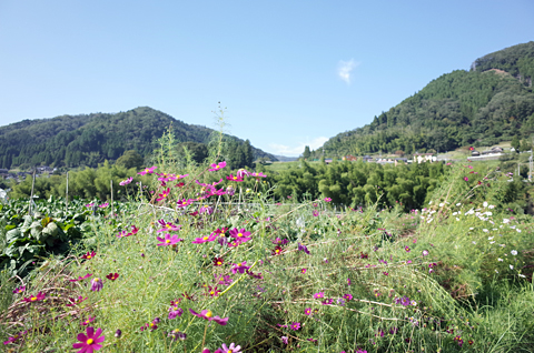田の美 人の仕事と里景色_c0069903_1037980.jpg