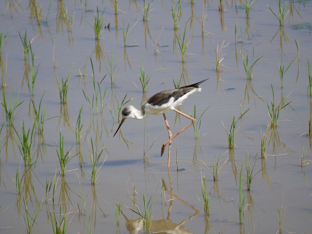 西表島2013　鳥_d0010008_1803377.jpg