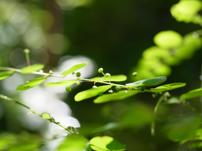 秋の雑草_e0276411_1058799.jpg