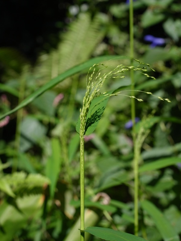 秋の雑草_e0276411_10592715.jpg