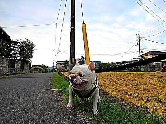 a0158613_10485514.jpg