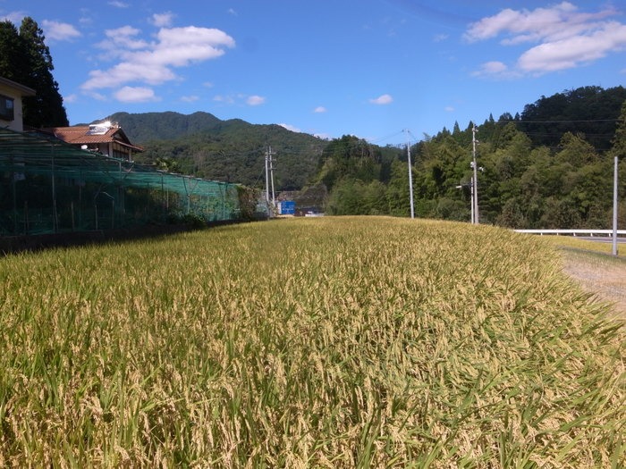 田んぼの風景と稲刈り準備_c0116915_2346286.jpg