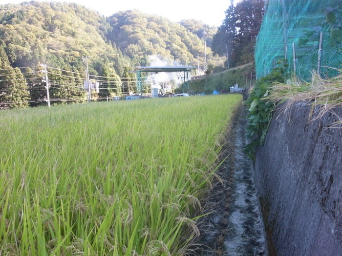 田んぼの風景と稲刈り準備_c0116915_2347715.jpg