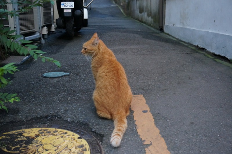 いざ鎌倉！と可愛いあの子に出会う旅　その２　カップルだらけの江ノ島で一人猫と戯れる_a0287517_1043470.jpg