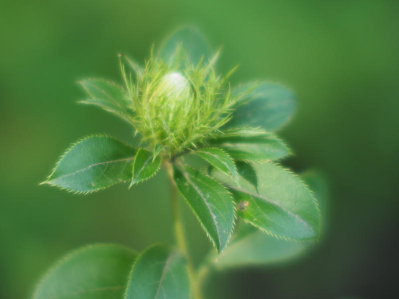 smcPentax 50mmF1.2に2倍テレコン_c0109833_16254653.jpg