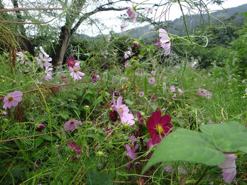 墓参り、そして2ヵ月ぶりに群馬の山里へ_d0037233_10236.jpg