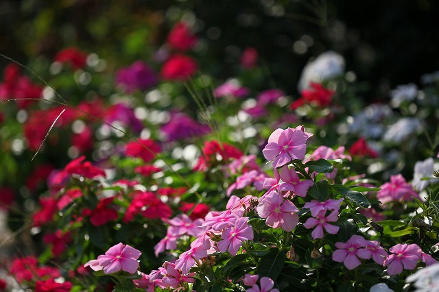 a0242438_21223164.jpg
