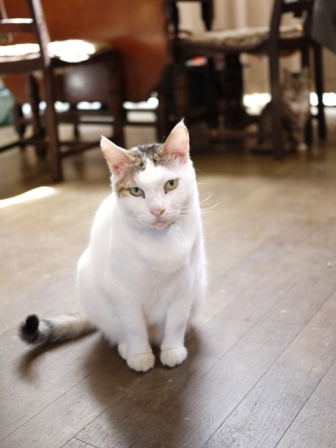 猫のお友だち ハナちゃんガブくんハルちゃんグレイくん編。_a0143140_23562445.jpg