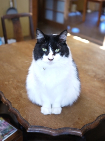 猫のお友だち ハナちゃんガブくんハルちゃんグレイくん編。_a0143140_23565762.jpg