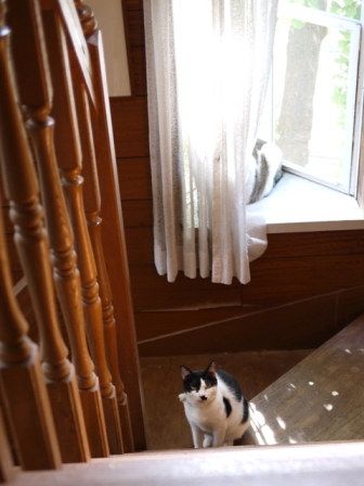 猫のお友だち ハナちゃんガブくんハルちゃんグレイくん編。_a0143140_23581236.jpg