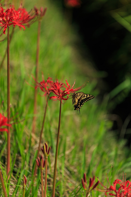 加茂の彼岸花_f0155048_23323299.jpg