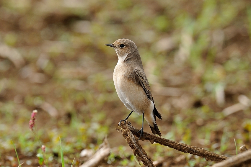 セグロサバクヒタキ（Pied Wheatear）～2013.09_b0148352_939662.jpg