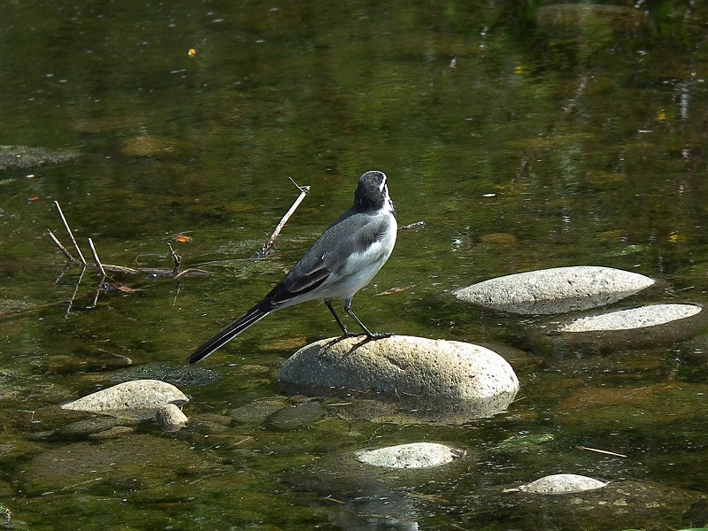 公園のハクセキレイ、幼鳥っぽいです。_a0018655_19221159.jpg