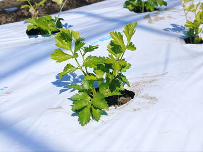 熊本セロリ「清正人参」 ハウスへの定植と有機栽培!匠の手間ひま その1_a0254656_1734206.jpg
