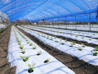 熊本セロリ「清正人参」 ハウスへの定植と有機栽培!匠の手間ひま その1_a0254656_17571795.jpg