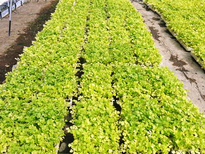 熊本セロリ「清正人参」 ハウスへの定植と有機栽培!匠の手間ひま その1_a0254656_1801033.jpg