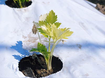 熊本セロリ「清正人参」 ハウスへの定植と有機栽培!匠の手間ひま その1_a0254656_1813248.jpg