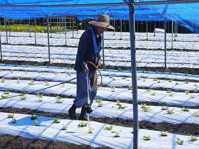 熊本セロリ「清正人参」 ハウスへの定植と有機栽培!匠の手間ひま その1_a0254656_18162320.jpg