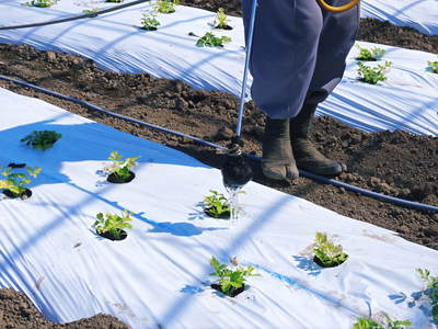熊本セロリ「清正人参」 ハウスへの定植と有機栽培!匠の手間ひま その1_a0254656_18215385.jpg