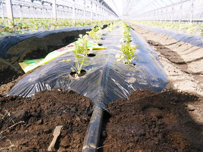 熊本セロリ「清正人参」 ハウスへの定植と有機栽培!匠の手間ひま その1_a0254656_18273219.jpg