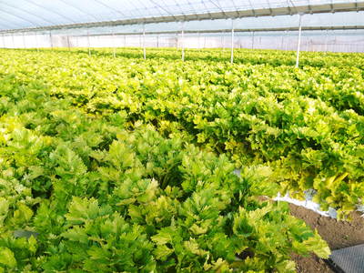 熊本セロリ「清正人参」 ハウスへの定植と有機栽培!匠の手間ひま その1_a0254656_1852631.jpg