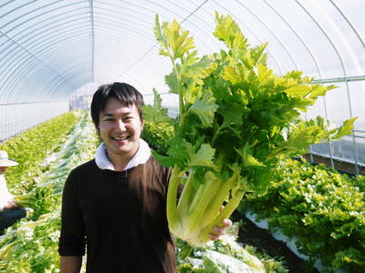 熊本セロリ「清正人参」 ハウスへの定植と有機栽培!匠の手間ひま その1_a0254656_18581434.jpg