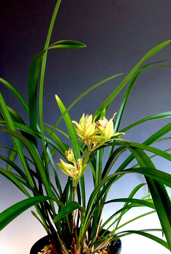 中国蘭「四季蘭の奇花蝶」　　　　　　　　　　　　　　　No.1325_d0103457_0374534.jpg
