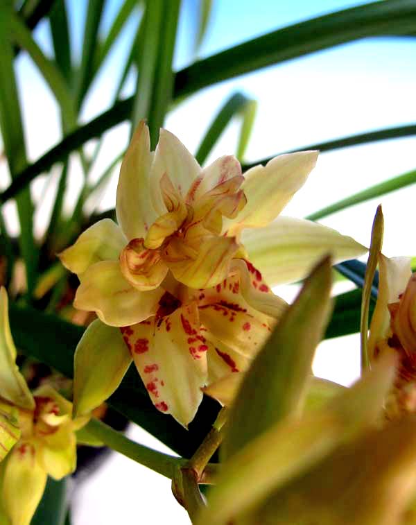 中国蘭「四季蘭の奇花蝶」　　　　　　　　　　　　　　　No.1325_d0103457_038626.jpg