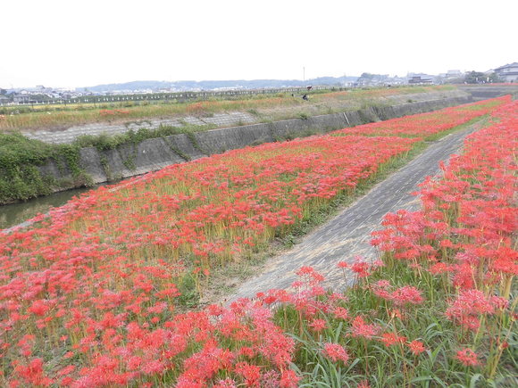 「ごんぎつね」の舞台、矢勝川の彼岸花を見に。_f0109257_5553460.jpg