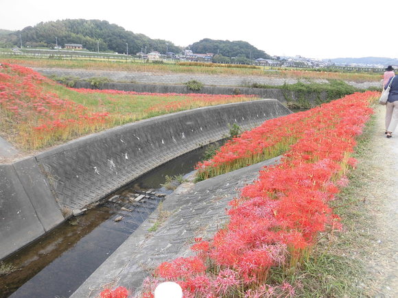 「ごんぎつね」の舞台、矢勝川の彼岸花を見に。_f0109257_60739.jpg