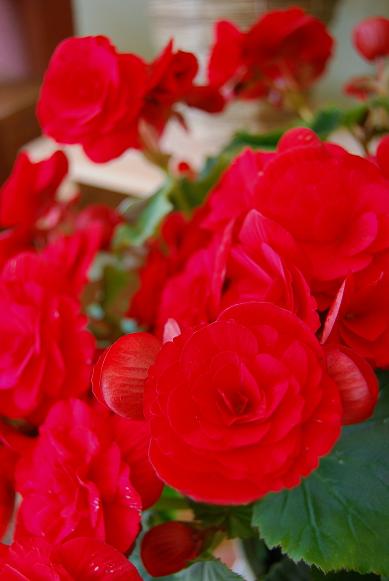 a0201358_13391771.jpg