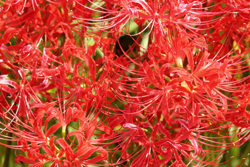 c0272958_23473085.jpg