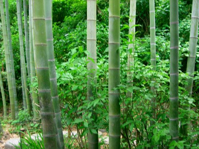 孟宗竹（モウソウチク） : 新・四季の花