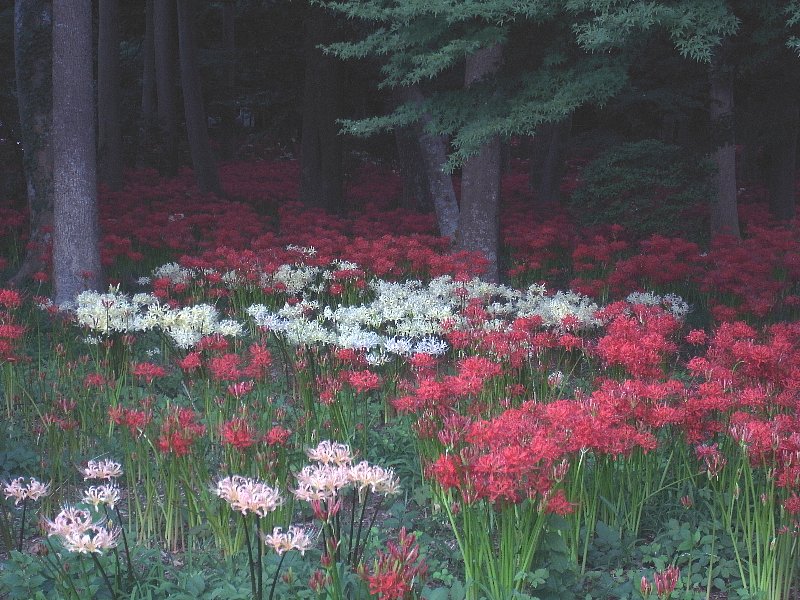 b0084270_08710.jpg