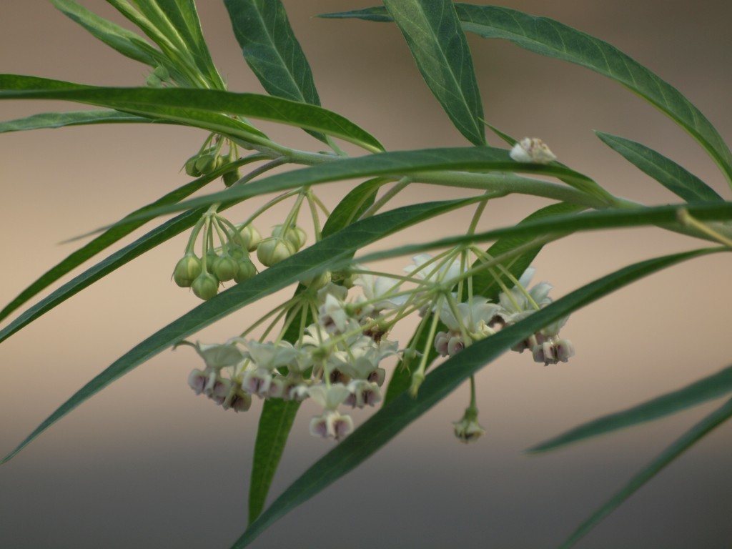 風船唐綿 フウセントウワタ の花 自然風の自然風だより