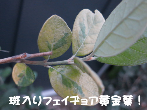 斑入り フェイジョア 黄金葉_b0200291_2113220.jpg