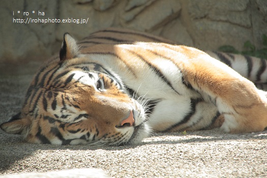 ある日の動物園_a0152596_21591283.jpg