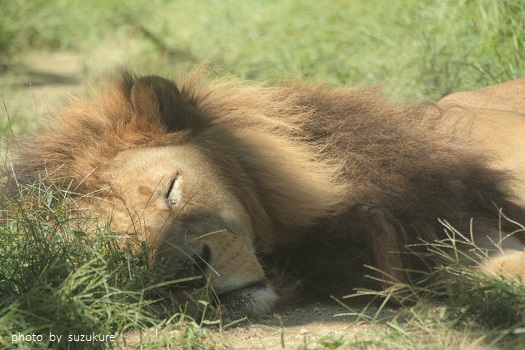 ある日の動物園_a0152596_2225932.jpg