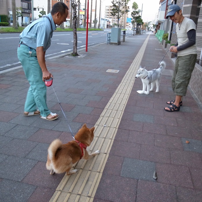 子犬　いそがしい1日_c0049299_11195010.jpg