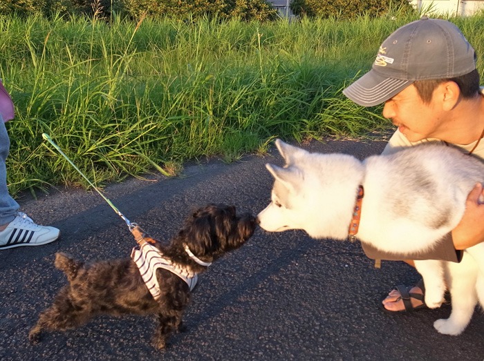 子犬　いそがしい1日_c0049299_11204985.jpg