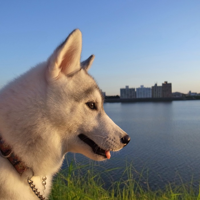 子犬　いそがしい1日_c0049299_11211843.jpg