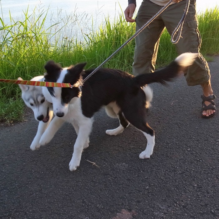 子犬　いそがしい1日_c0049299_11223557.jpg