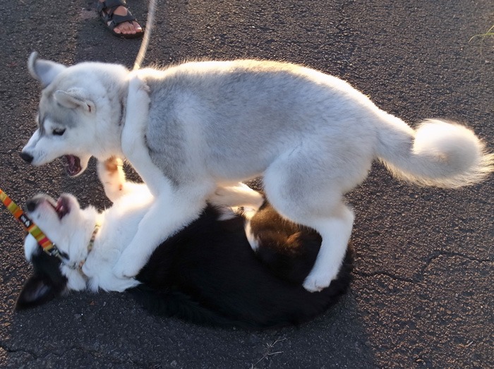 子犬　いそがしい1日_c0049299_11244082.jpg